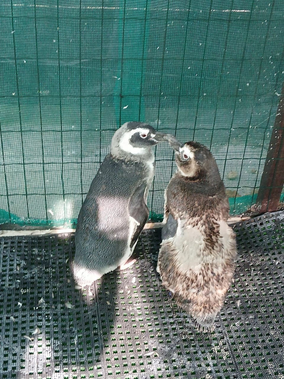 Casal Lilica e Cenourinha - Pinguins estão no Centro de Reabilitação encantam biólogos em Saquarema