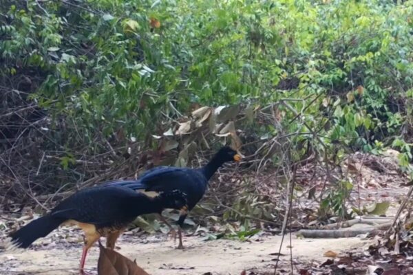 Casal de Mutum Pinima é flagrado pela primeira vez na Amazônia e encanta biólogos - Rebio Gurupi-ICMBio
