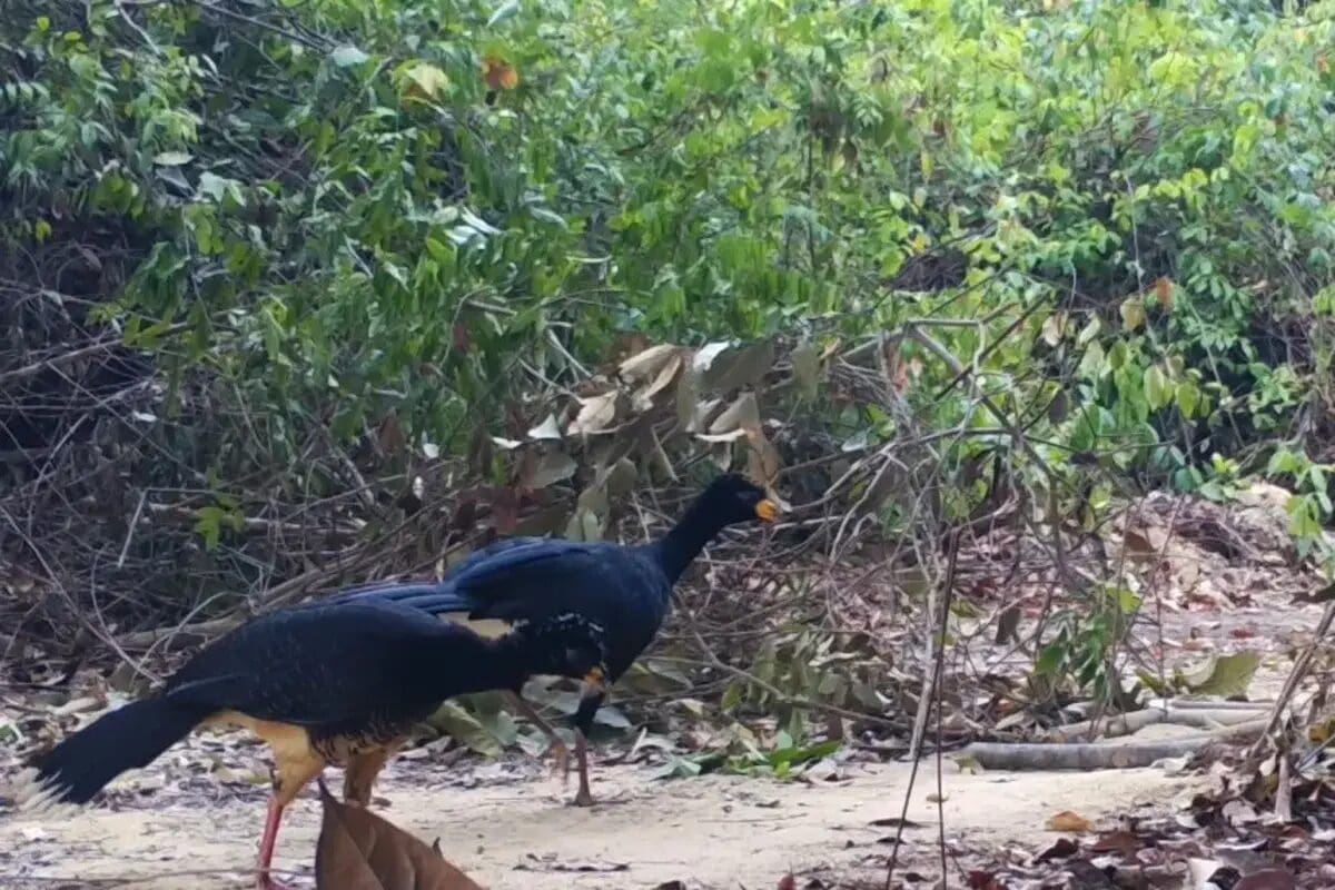 Casal de Mutum Pinima é flagrado pela primeira vez na Amazônia e encanta biólogos - Rebio Gurupi-ICMBio