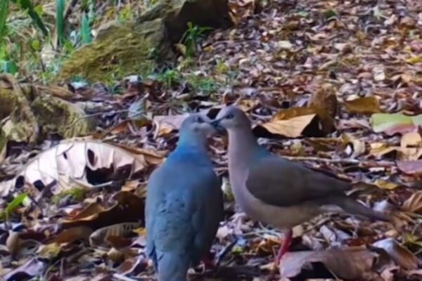 Casal de pássaros se beijam em área de preservação ambiental no Parque Estadual dos Três Picos em Nova Friburgo