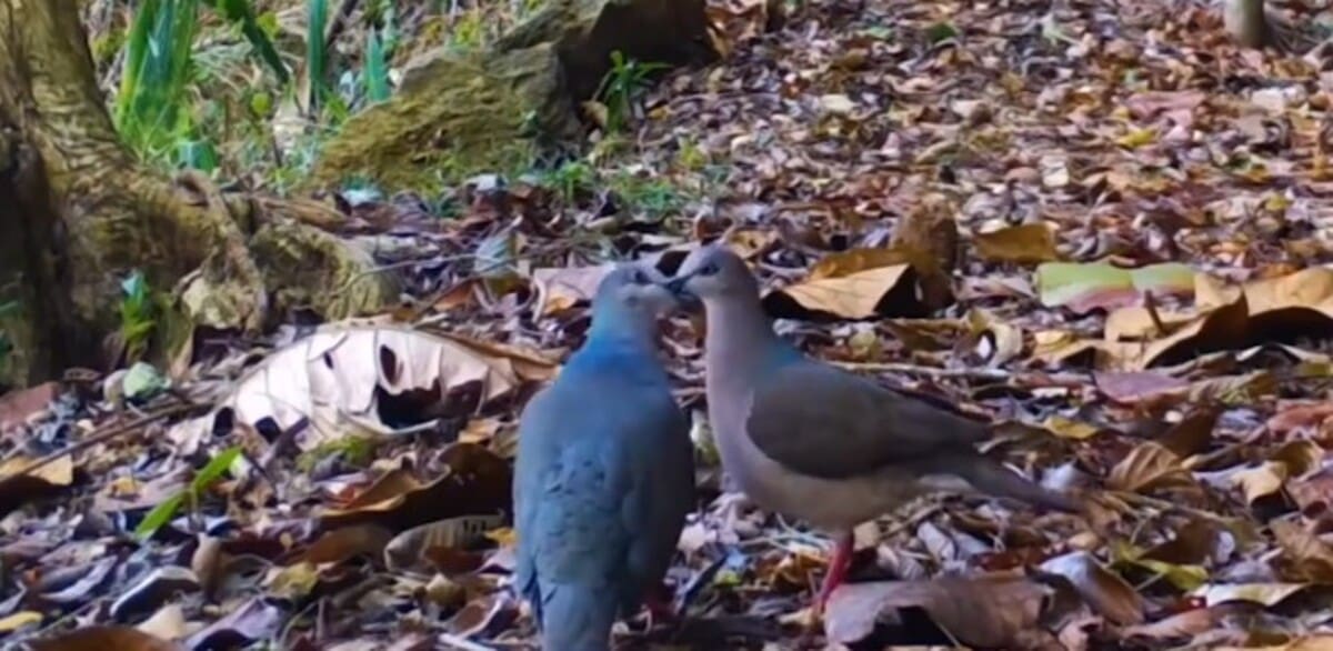 Casal de pássaros se beijam em área de preservação ambiental no Parque Estadual dos Três Picos em Nova Friburgo