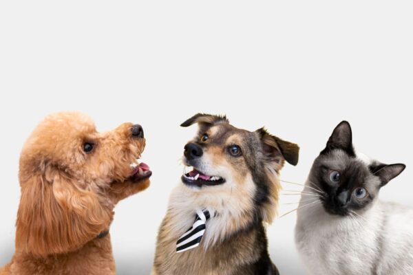 Castração de cães e gatos vai até esta sexta-feira 30 de agosto em Nova Friburgo