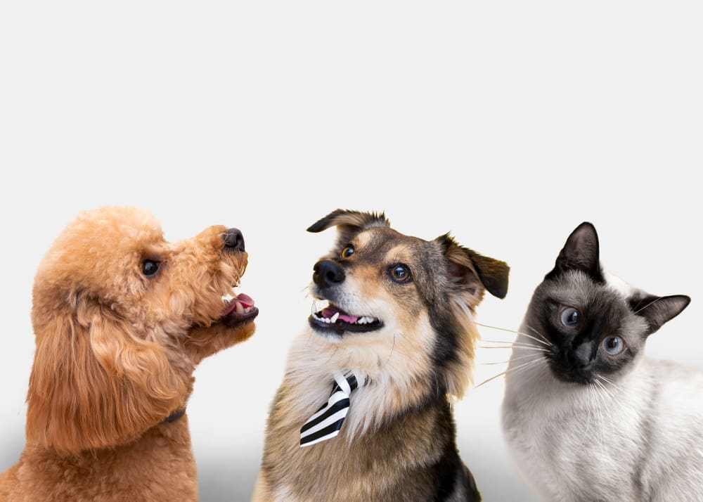 Castração de cães e gatos vai até esta sexta-feira 30 de agosto em Nova Friburgo