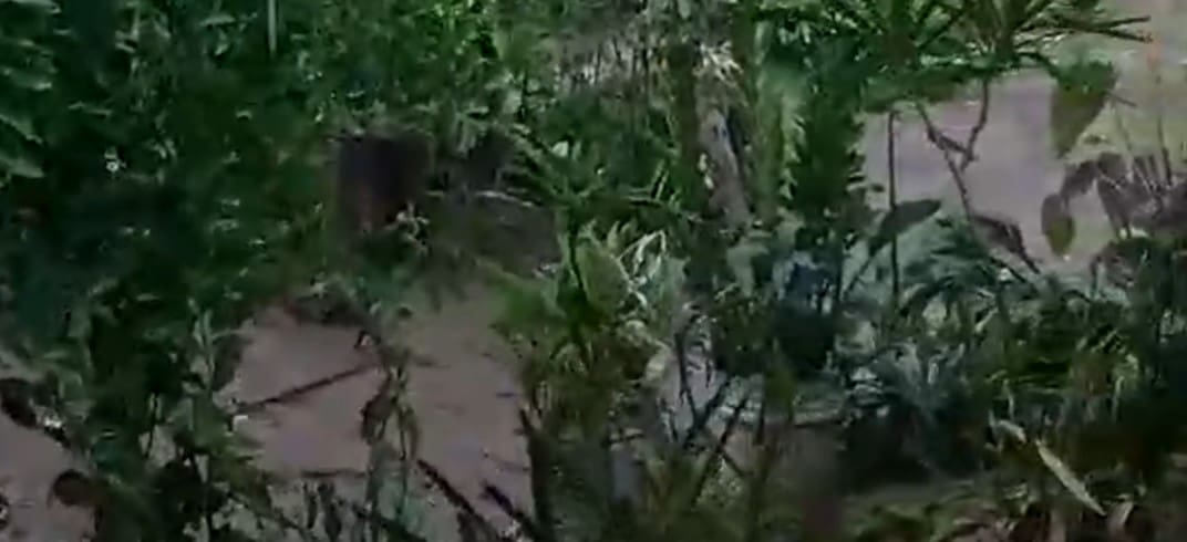 Chuva no Rio de Janeiro - Cariocas comemoram