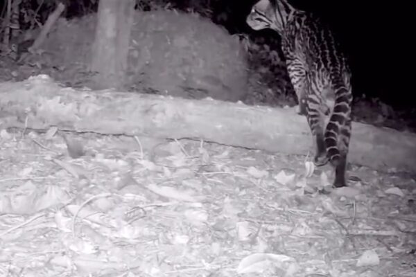 Cinco felinos são avistados na mesma área em Nova Friburgo
