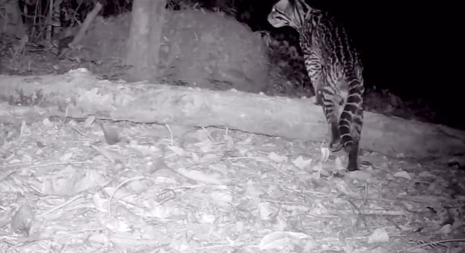 Cinco felinos são avistados na mesma área em Nova Friburgo