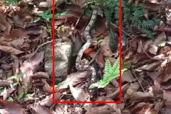 Cobra devoradora de jararacas é