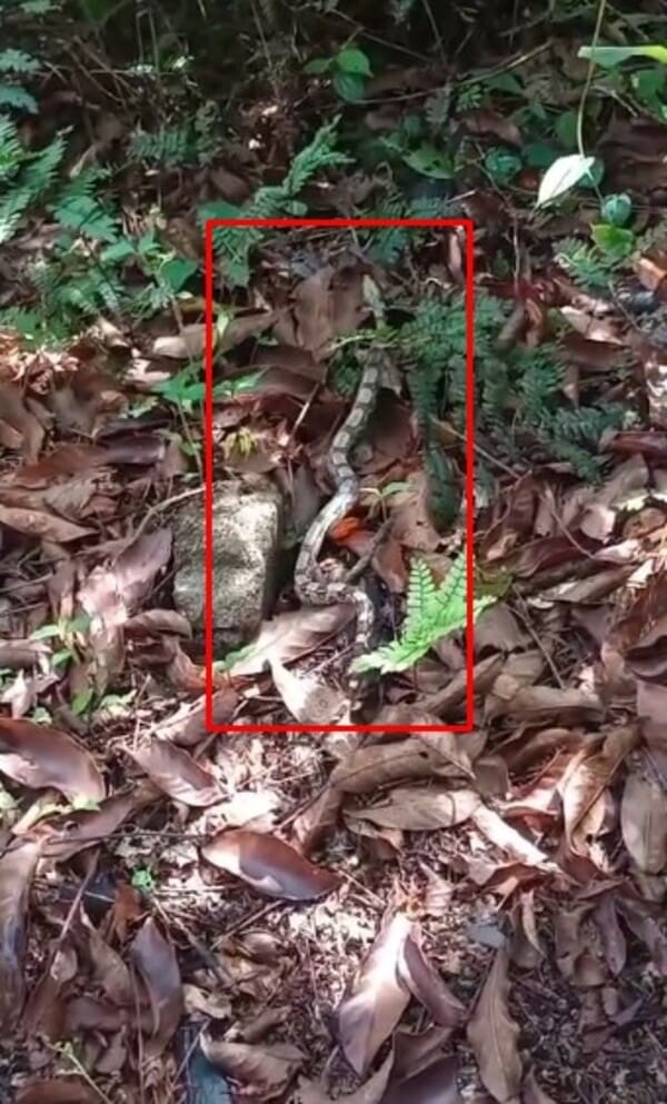 Cobra devoradora de jararacas é