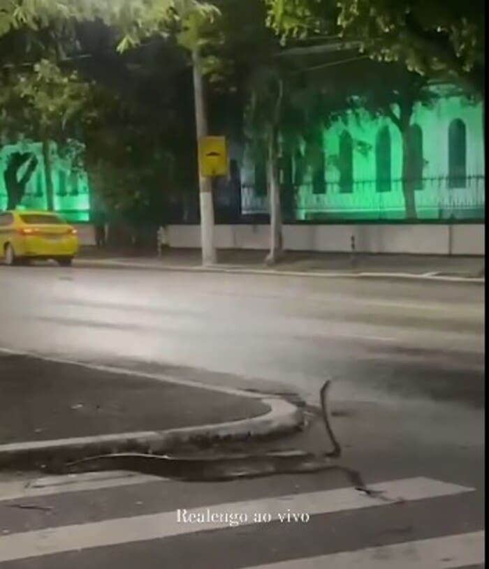 Cobra é avistada em Realengo, na Vila Militar, no Rio de Janeiro