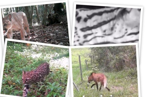 Coletânea de Animais Selvagens em Nova Friburgo