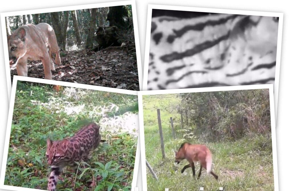 Coletânea de Animais Selvagens em Nova Friburgo