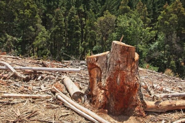 Ao menos 19 licenças ilegais teriam sido emitidas pelo Inea-NF entre 2021 e 2024