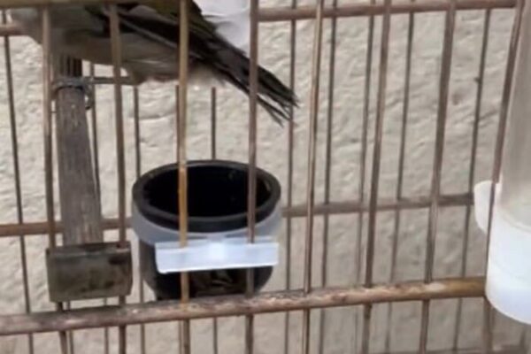 Dois pássaros trinca-ferro foram apreendidos em Nova Friburgo