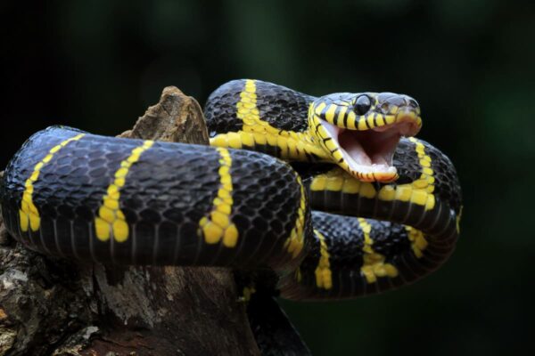 Evento terá influencer friburguense Rei das Cobras