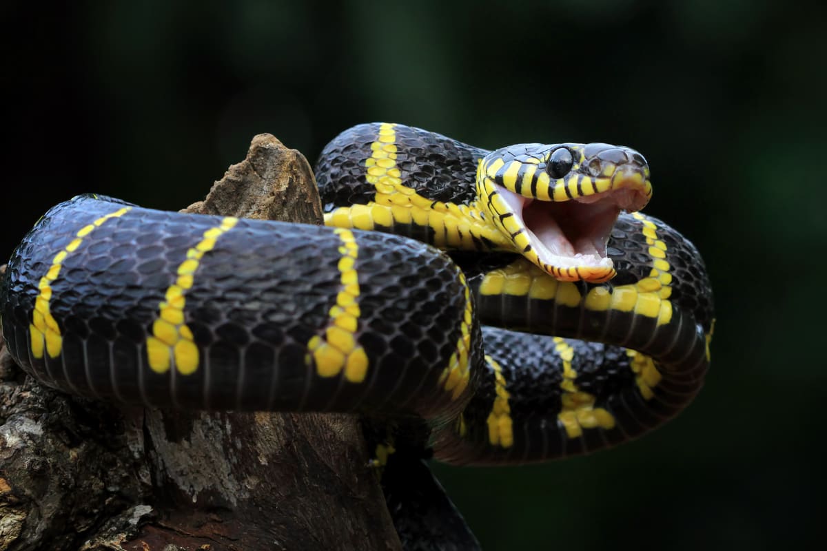 Evento terá influencer friburguense Rei das Cobras
