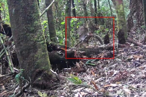 Falcão relógio caça caxinguelê na região serrana do Rio de Janeiro
