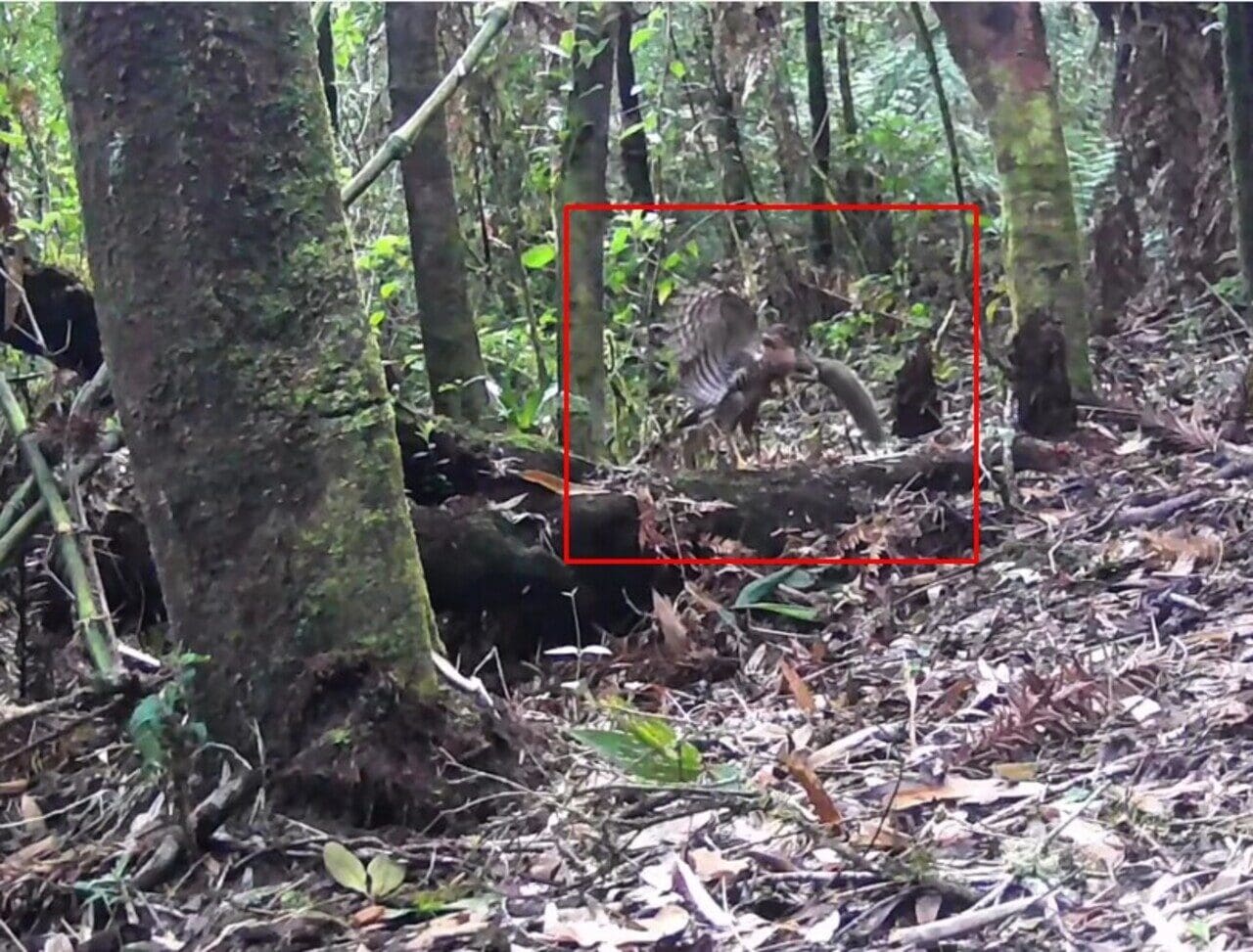 Falcão relógio caça caxinguelê na região serrana do Rio de Janeiro