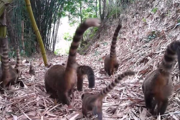 Família de quatis encanta no Parque Estadual dos Três Picos em Nova Friburgo