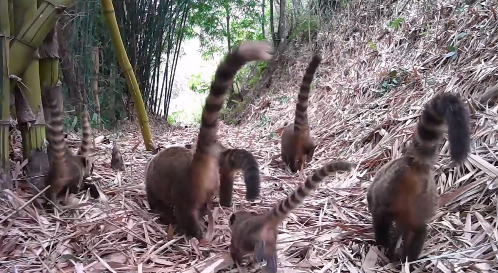 Família de quatis encanta no Parque Estadual dos Três Picos em Nova Friburgo
