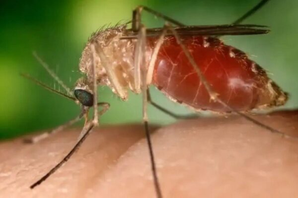 Febre oropouche transmitida pelo mosquito Maruim - Foto Conselho Nacional de Medicina