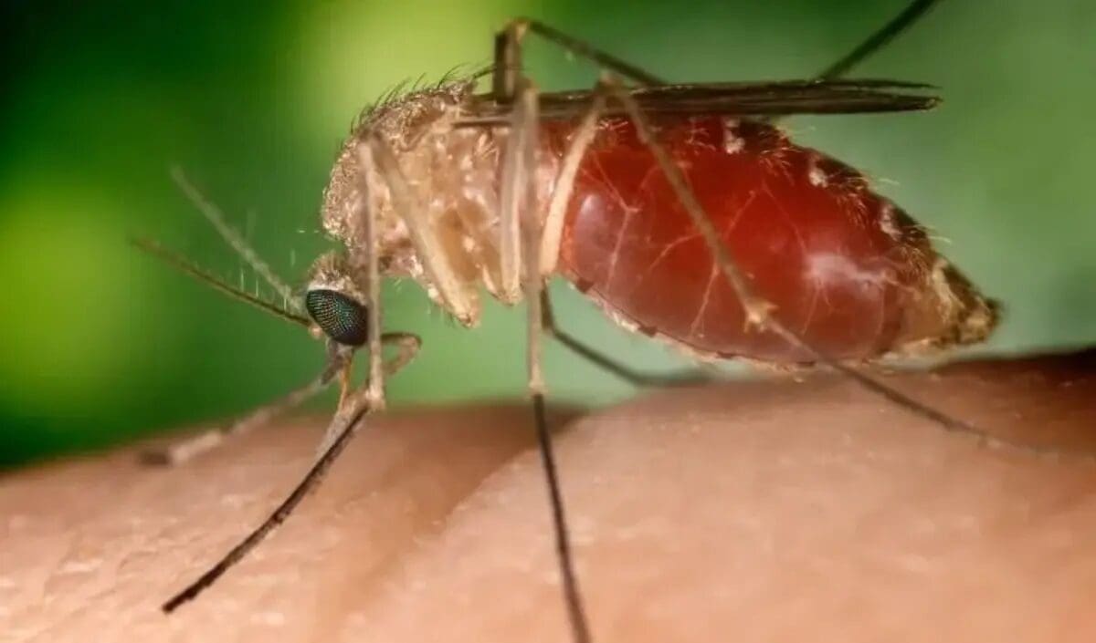Febre oropouche transmitida pelo mosquito Maruim - Foto Conselho Nacional de Medicina