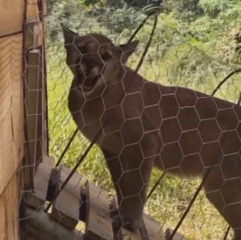 Filhote de Onça Parda é resgatado dentro de galinheiro, nos Três Picos, em Nova Friburgo