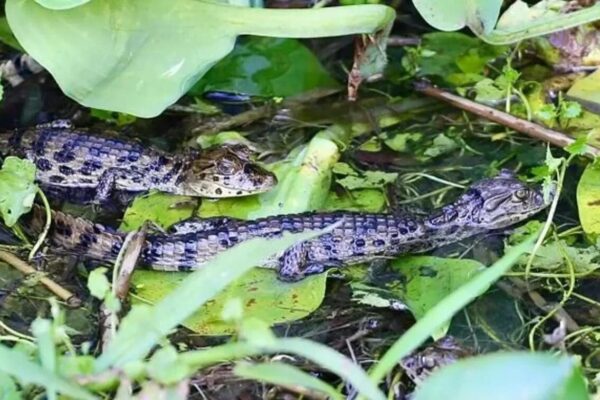 Filhotes de Jacaré de papo amarelo são encontrados em Niterói e biólogos comemoram
