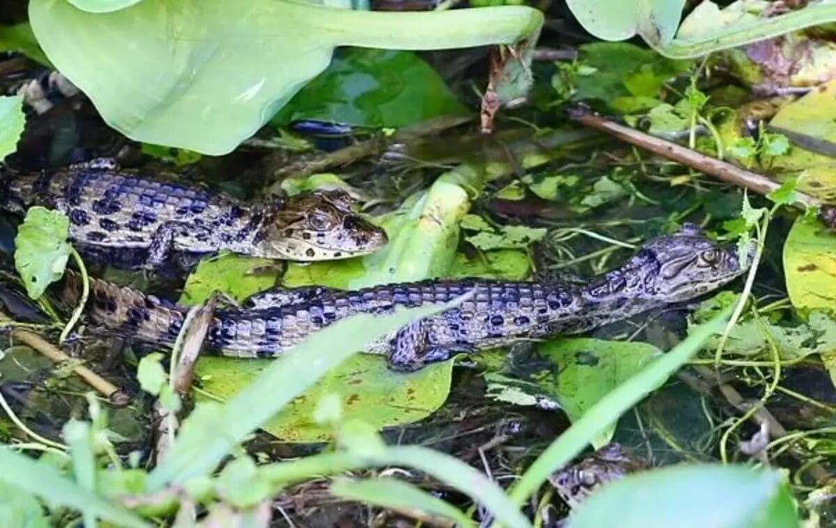Filhotes de Jacaré de papo amarelo são encontrados em Niterói e biólogos comemoram