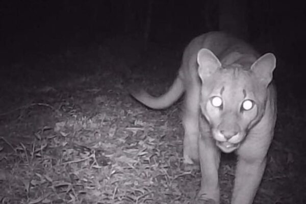 Flagrante de onça parda no Parque Estadual dos Três Picos