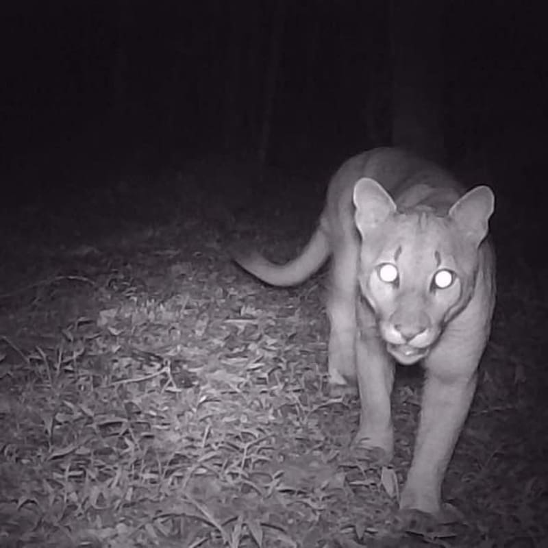 Flagrante de onça parda no Parque Estadual dos Três Picos