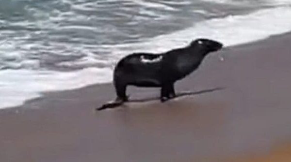Foca é vista em praia de Rio das