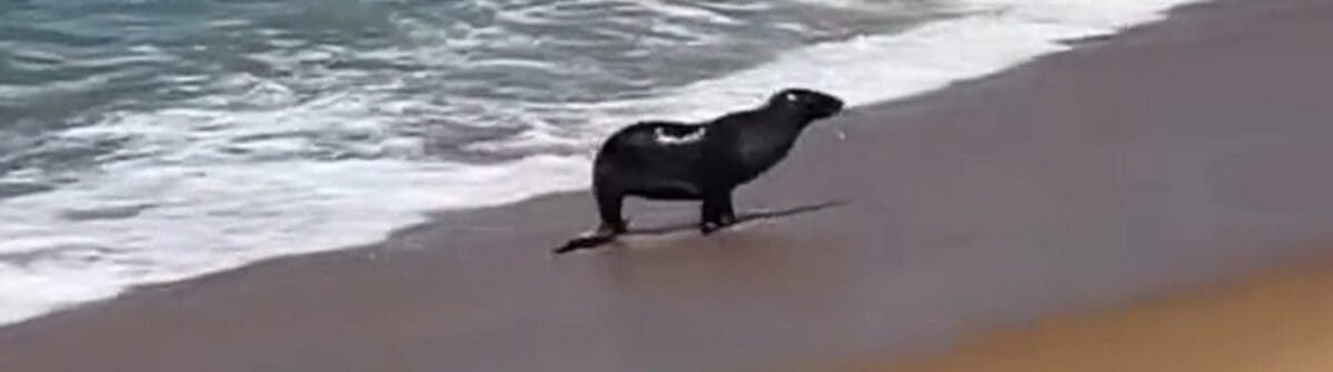 Foca é vista em praia de Rio das