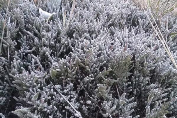Geada no Parque Nacional de Itatiaia-Rj congela plantas - Foto Demilson Rodrigues