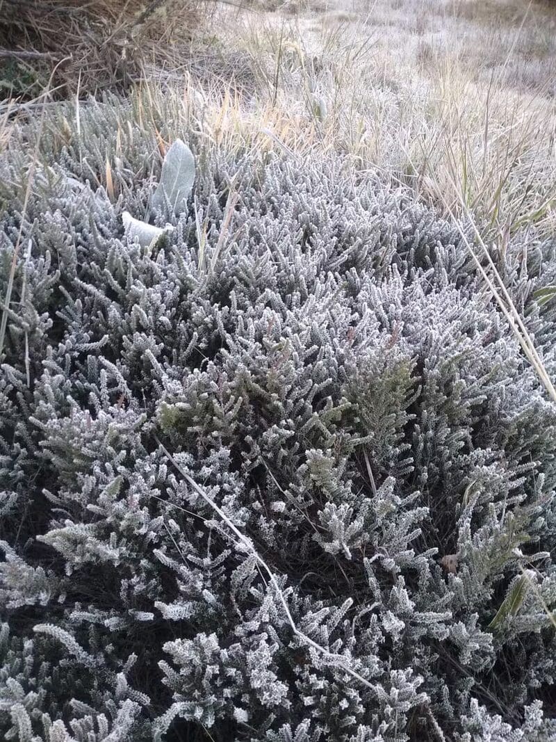 Geada no Parque Nacional de Itatiaia-Rj congela plantas - Foto Demilson Rodrigues