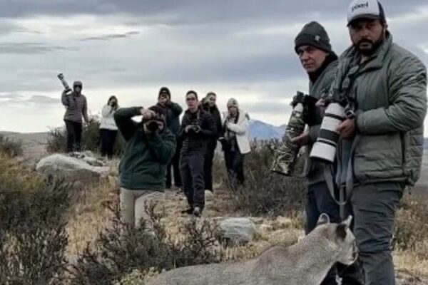Fotógrafo carioca Marcello Cavalcanti fica frente a frente com onça parda na Patagônia na Argentina durante expedição
