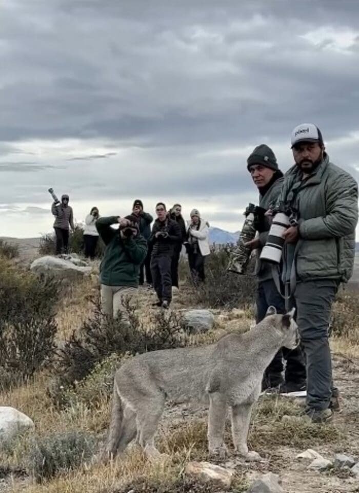 Fotógrafo carioca Marcello Cavalcanti fica frente a frente com onça parda na Patagônia na Argentina durante expedição