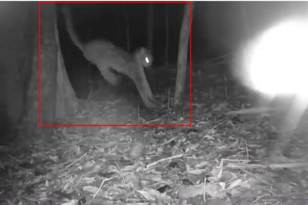 Garto-maracajá é flagrado junto com outras espécies em Lumiar, distrito de Nova Friburgo