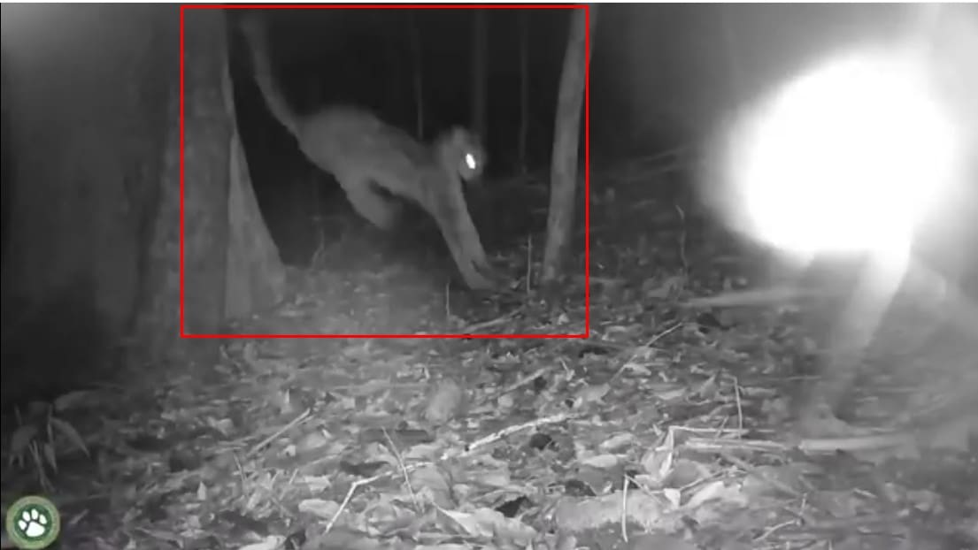Garto-maracajá é flagrado junto com outras espécies em Lumiar, distrito de Nova Friburgo