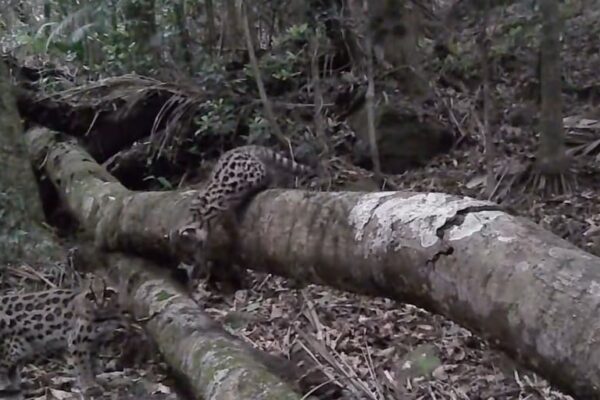 Gato Maracajá com filhote é avistado em Lumiar, distrito de Nova Friburgo