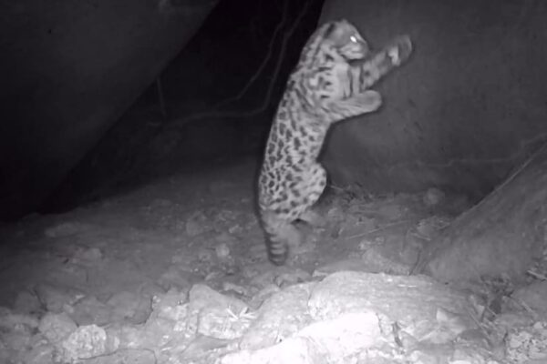 Gato Maracajá é flagrado em Nova Friburgo dentro do Parque Estadual dos Três Picos