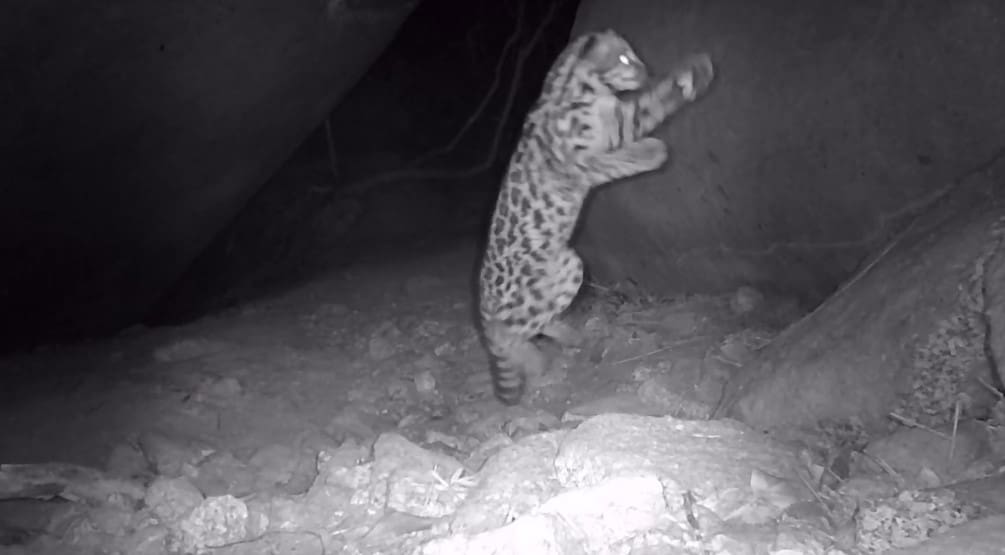 Gato Maracajá é flagrado em Nova Friburgo dentro do Parque Estadual dos Três Picos