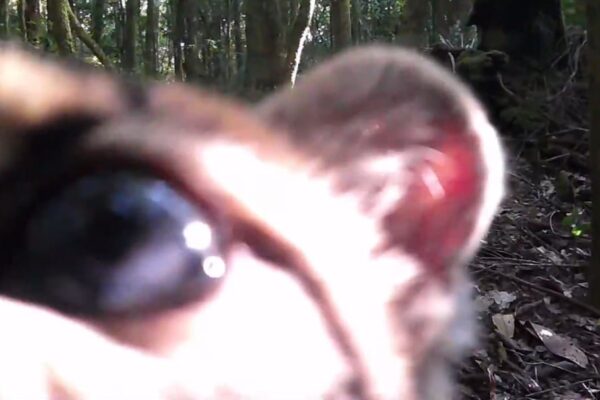 Gato Maracajá foi filmado no Parque Estadual dos Três Picos em Nova Friburgo e viralizou na internet
