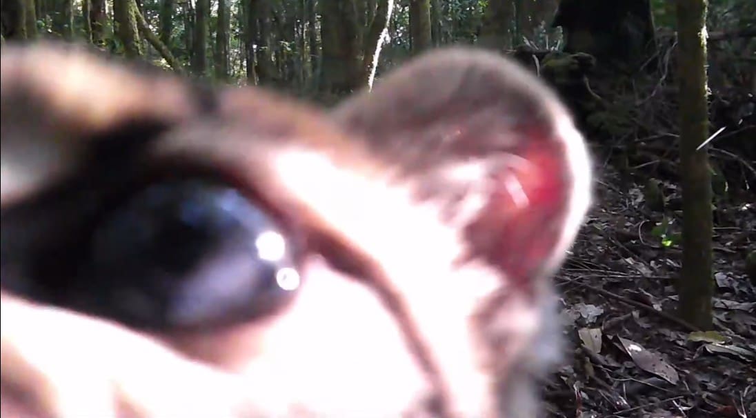Gato Maracajá foi filmado no Parque Estadual dos Três Picos em Nova Friburgo e viralizou na internet