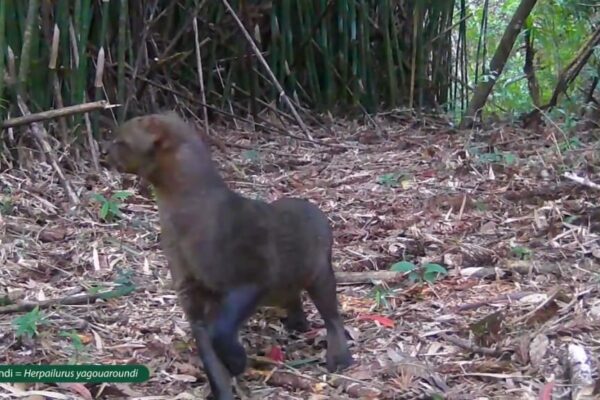 Gato Mourisco ou Jaguarundi é caçado por cães domésticos em mata de Nova Friburgo