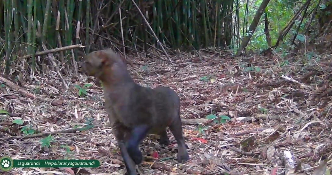 Gato Mourisco ou Jaguarundi é caçado por cães domésticos em mata de Nova Friburgo