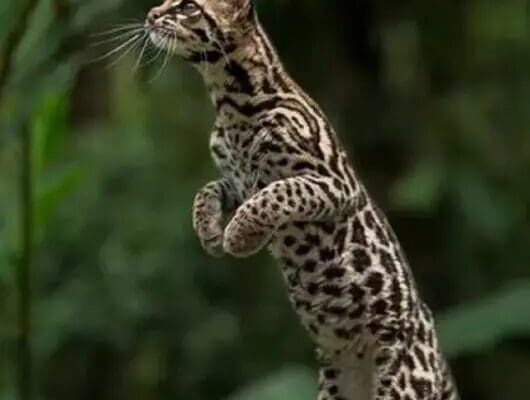 Gato Tigre é Descoberto no Brasil