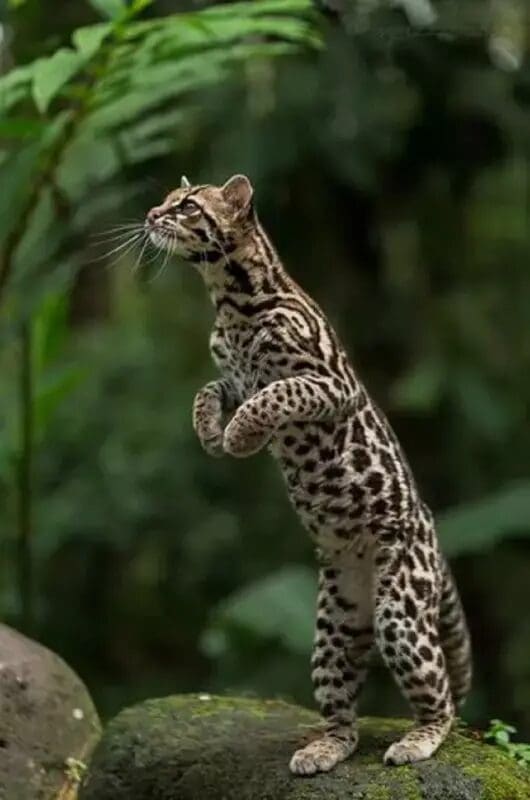 Gato Tigre é Descoberto no Brasil