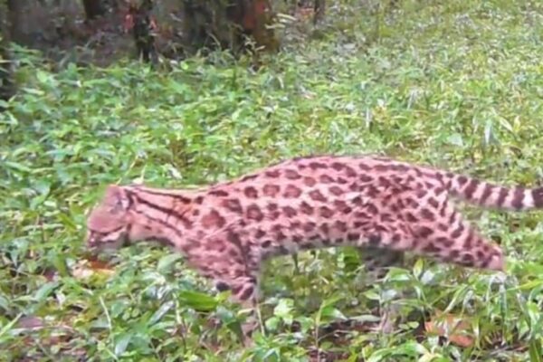 Gato do mato pequeno flagrado em Nova Friburgo