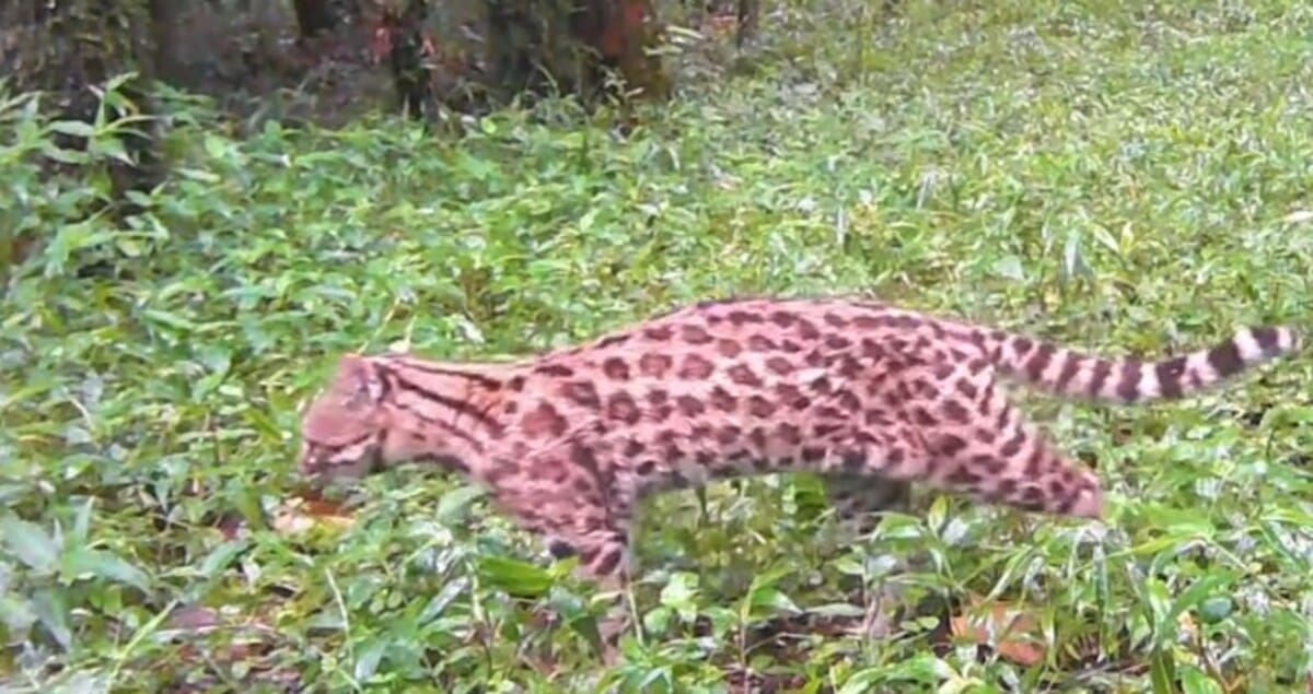 Gato do mato pequeno flagrado em Nova Friburgo