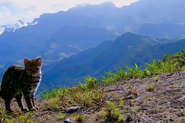 Gato do mato pequeno aparece no Pico da Caledônia em Nova Friburgo
